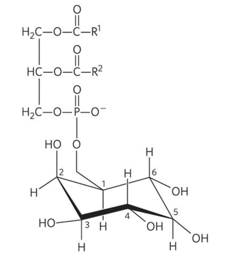 <p>What is the name of this structure?</p>
