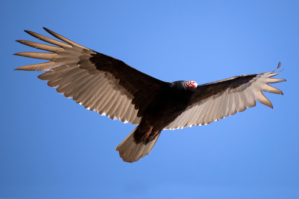 <ul><li><p>Primarily black</p></li><li><p>Bald, red head</p></li><li><p>Light underside of both primaries and secondaries </p></li></ul><p></p>