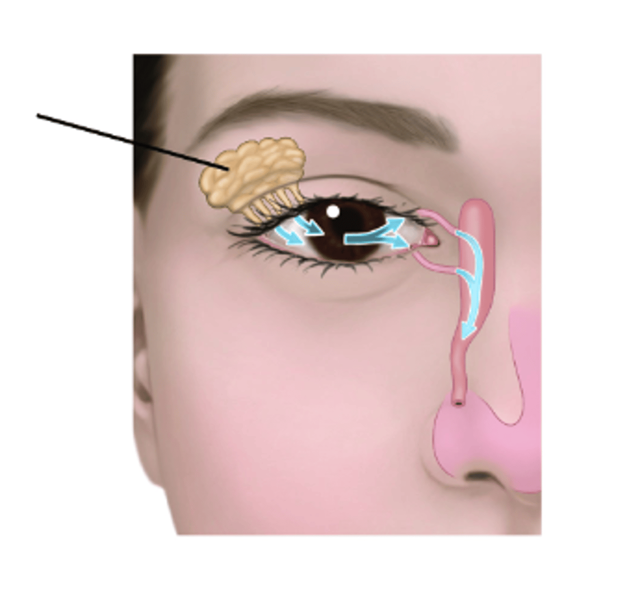 <p>Identify structure.</p>