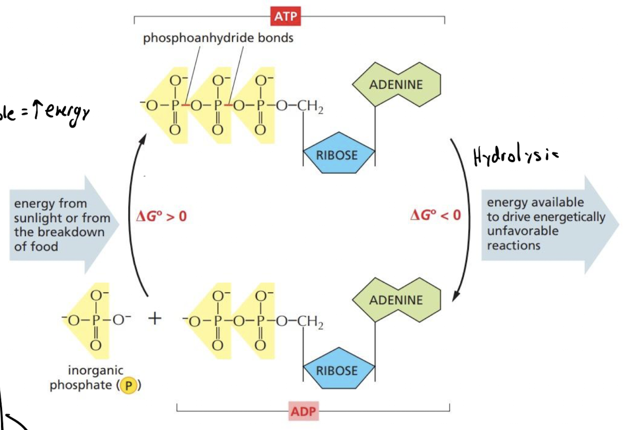 <p>Covalent bonds b/w phosphate group and rest of molecule</p>