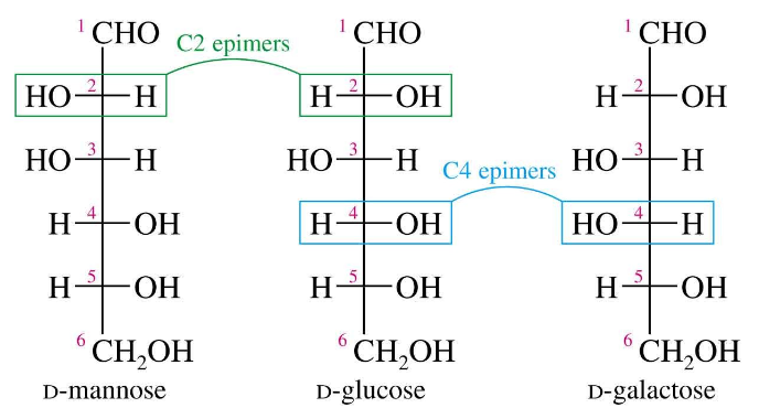 <p>suiker dat verschilt op 1 koolstof in stereochemie</p>