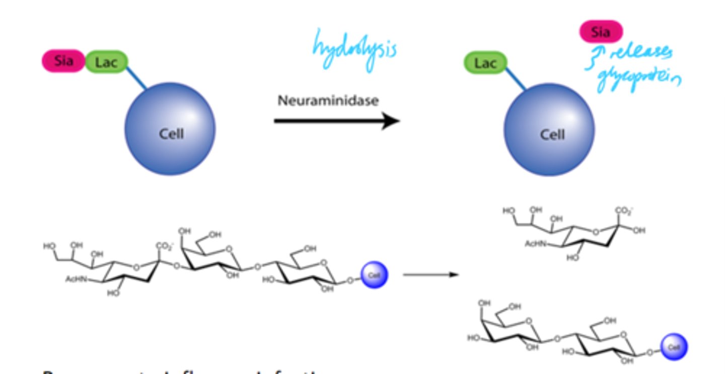 <p>An enzyme that acts at the end of replication to hydrolyses the sialic acid receptor on the cell surface.</p>