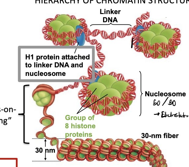 <p>proteins that package and compact DNA within the cell nucleus, forming the basic structural units of chromatin</p><ul><li><p>eight of these in a nucleosome</p></li></ul><p></p>