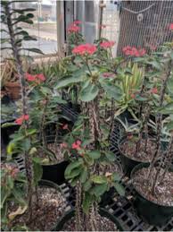 <p>Cold Hardiness: zone 9 to 11; Perennial</p><p>• Habit: 3 to 6 ft tall; 1 1/2 to 3 ft wide</p><p>• Cultural Requirements: Dry to medium watering; full sun</p><p>• Bloom: green subtended by red or yellow bracts; pink showy flower; evergreen leaves</p><p>• Additional Information: Has sharp thorns. Tolerates air pollution</p>