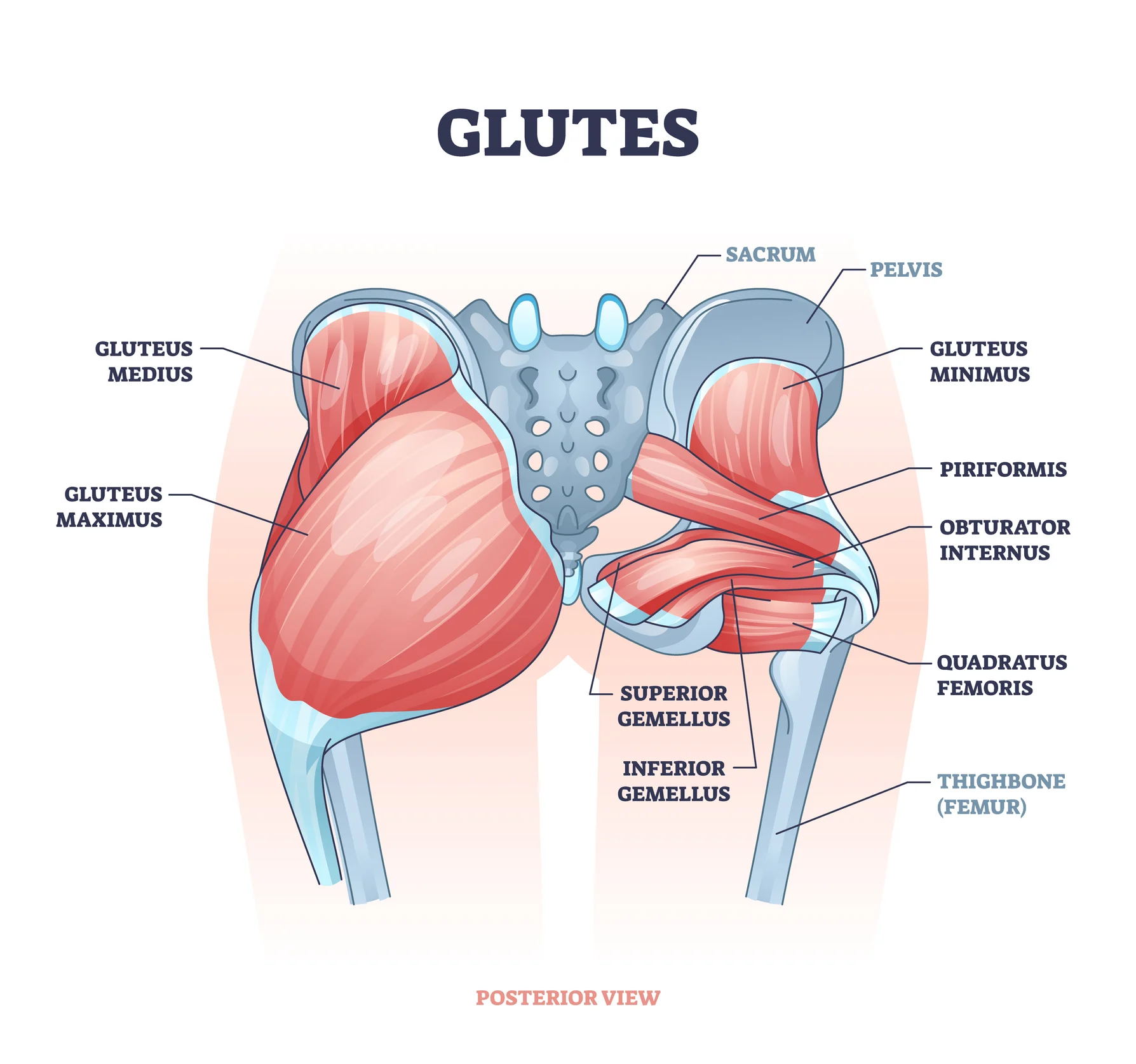 <p><span style="color: blue"><strong>Cơ mông </strong></span><span style="color: red"><strong>(gluteal muscle)</strong></span></p>