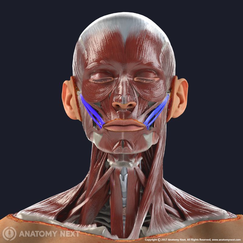 Identify what muscle this is