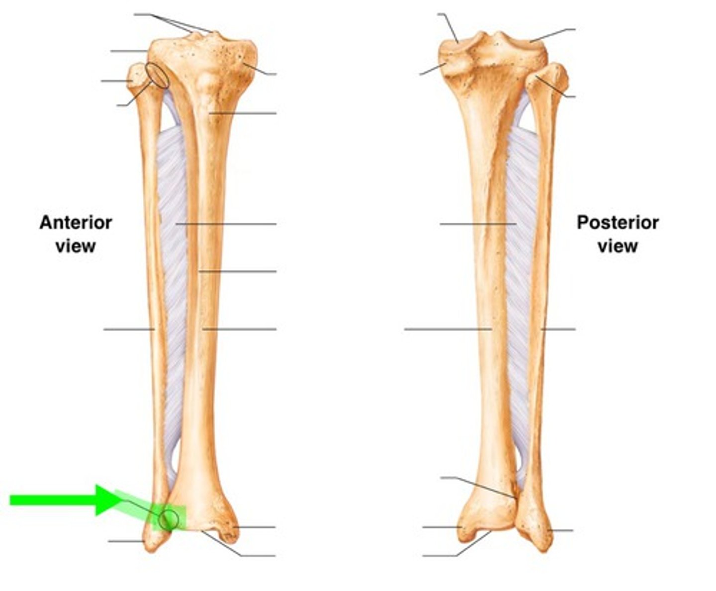<p>Type: fibrous joint, reinforced by four ligaments at the ankle</p>