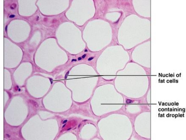<ul><li><p>Nucleus</p></li><li><p>Cell Membrane</p></li><li><p>Vacuole: contains lipids/fats</p></li></ul><p></p>