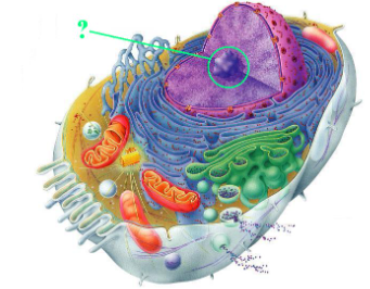 <p><span>Identify the indicated cellular organelle.</span></p>