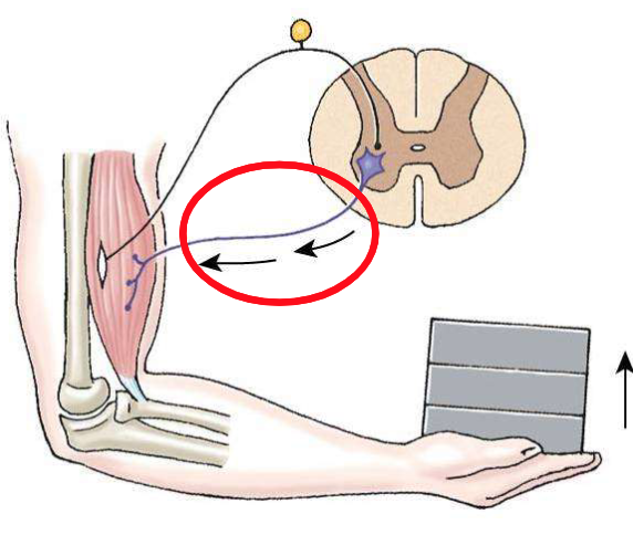 <p>Explain the release of the alpha motor neurons happening during this stretch reflex.</p>