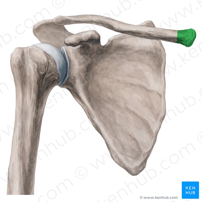<ul><li><p>articulates with the manubrium of the sternum at the SC joint</p></li></ul><p></p>