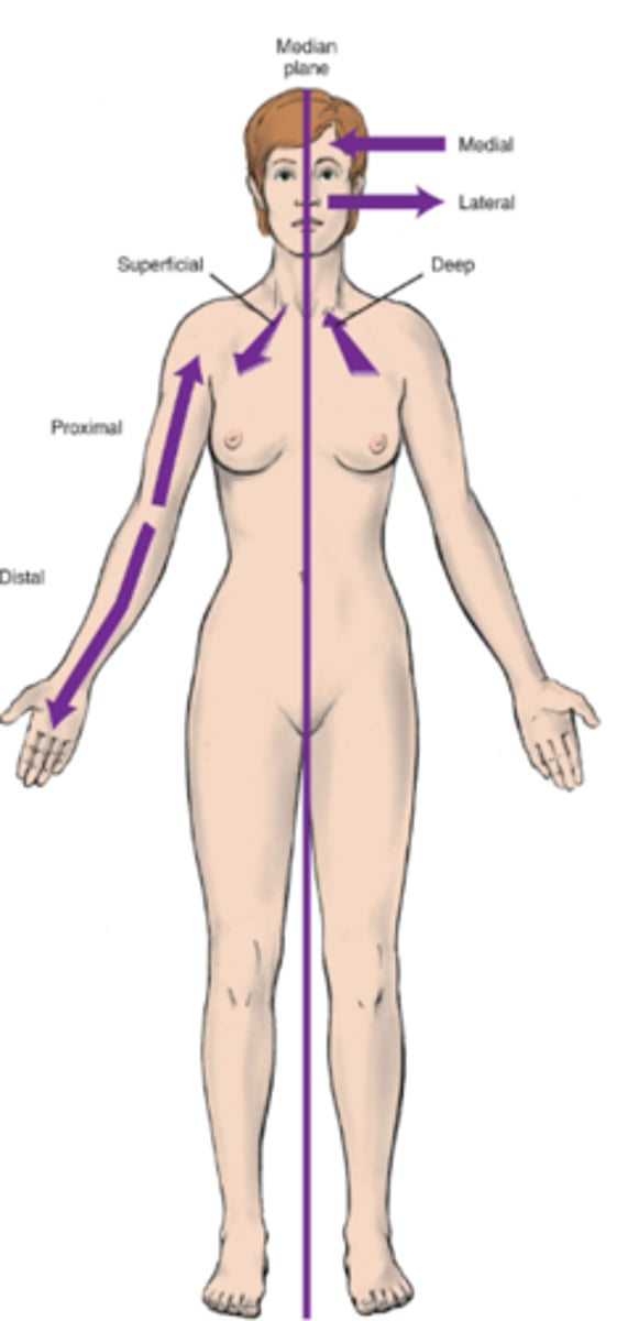 <p>Toward the midline of the body</p>
