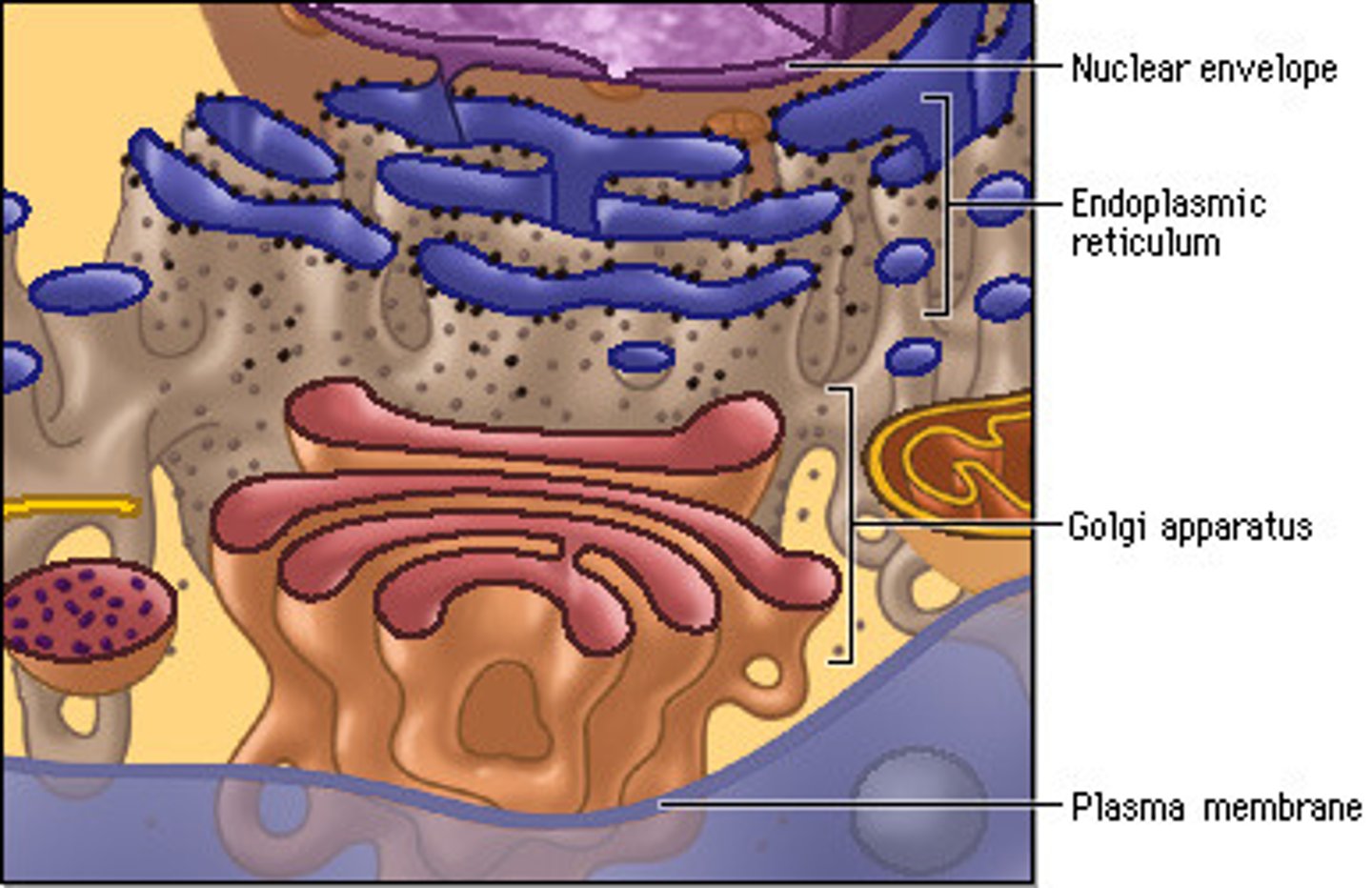 <p>-Rough endoplastic reticulum (ribosomes)</p><p>-Smooth endoplastic reticulum (makes membrane-phospholipid metabolism)</p>