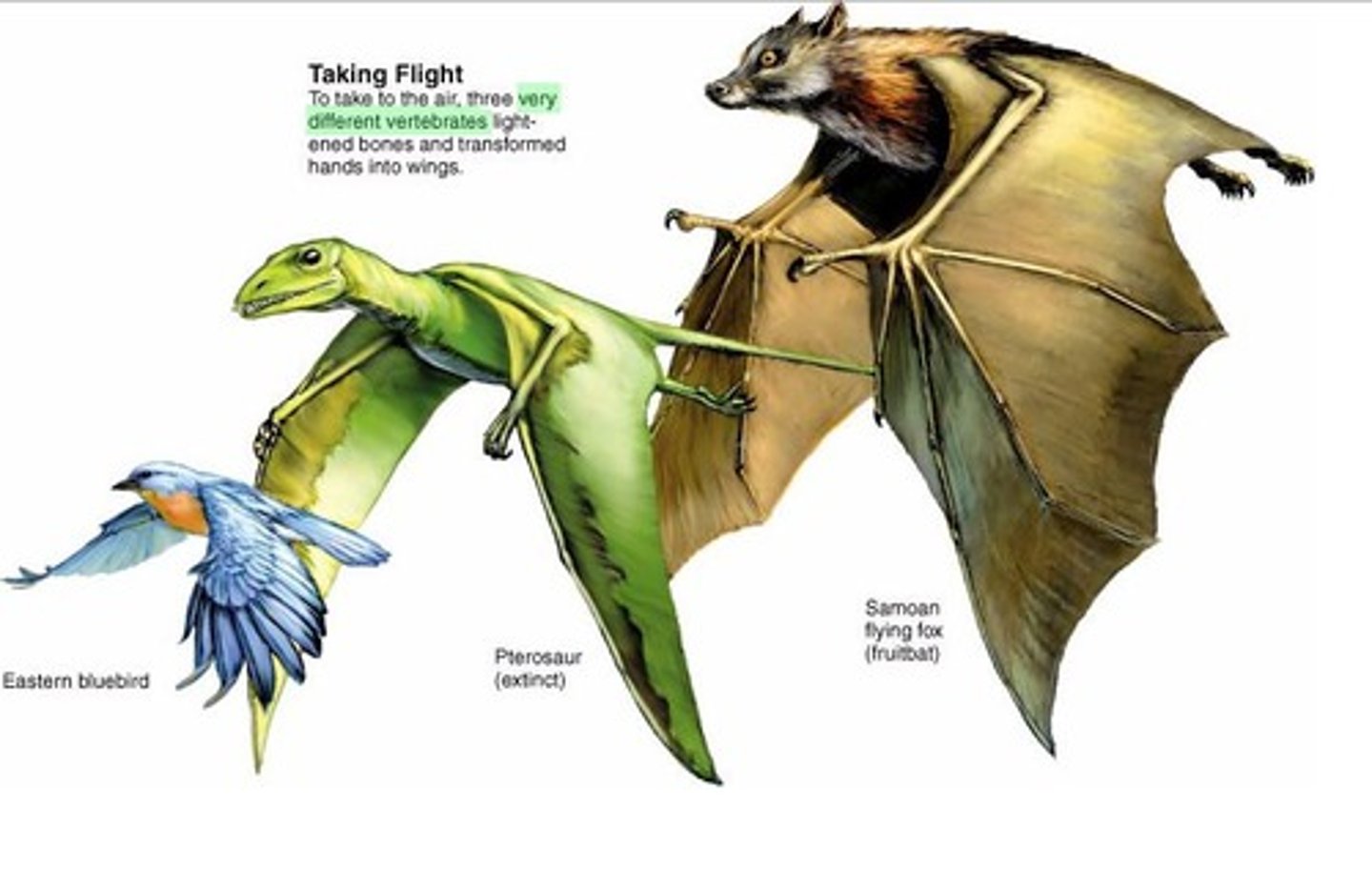 <p>Organisms that are not closely related evolve structures used for similar purposes because of similar environments/selective pressures</p>