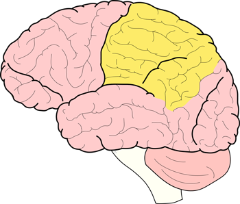<p>which lobe of the brain is pictured?</p>