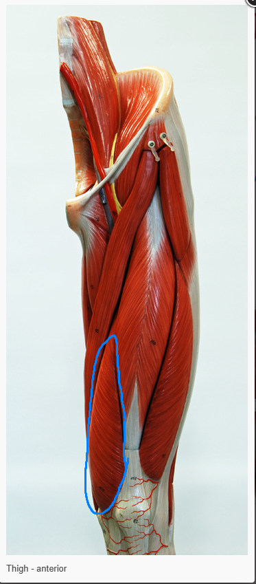 <p>what is the action of the muscle circled </p>
