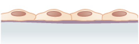 <p>location: air sacs of lungs and the lining of the heart, blood vessels, and lymphatic vessels</p>