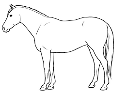 <p>Demonstrate where you would listen to a horse’s heart, lungs, and cecum.</p>