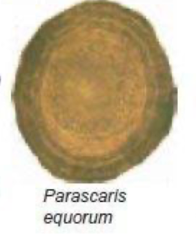 <p>Equine - Identify </p>
