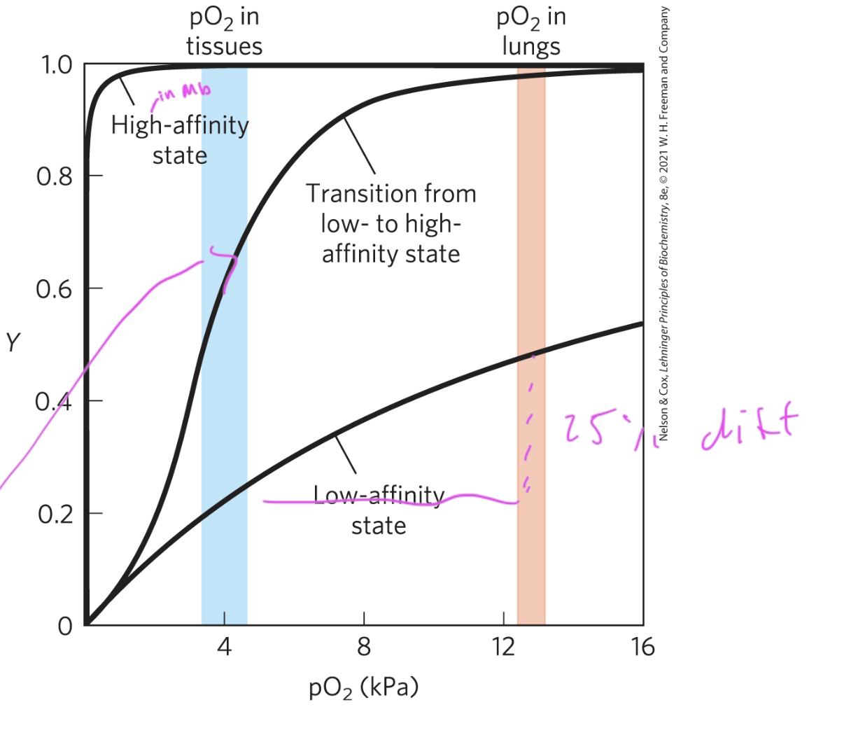 <p>sigmoidal binding</p>