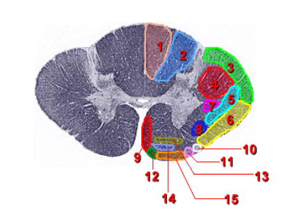 <ul><li><p><strong>Origin:</strong> Respiratory control centers in the <strong>Medulla Oblongata</strong> (brainstem)</p></li><li><p><strong>Path:</strong> Axons descend in the <strong>lateral (4)</strong> and <strong>ventral (9)</strong> white matter of the spinal cord</p></li><li><p>Responsible for rhythmic + <strong>automatic control</strong> of breathing (e.g., during sleep)</p></li></ul><p></p>