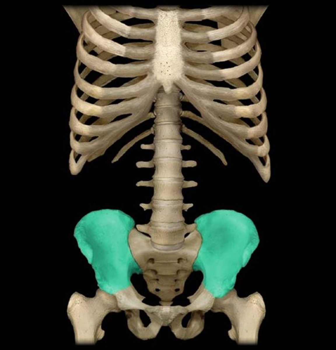 <p>upper part of pelvic bone</p>
