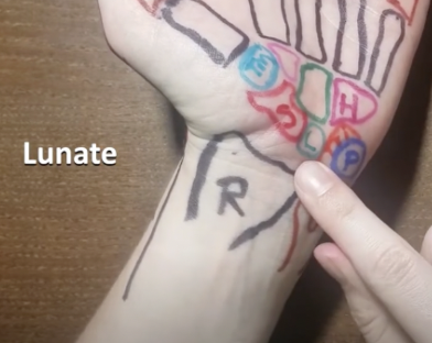 <p>in between scaphoid and triquetrum</p><p></p>