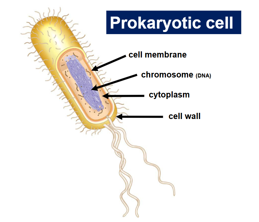 <p>A single-celled organism without a nucleus or membrane-bound organelles, typically smaller than eukaryotic cells. </p>