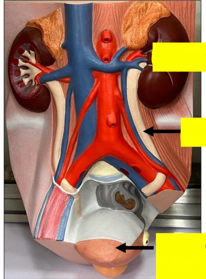 <p>identify each </p><p>mention functions of the upper organ ? 3</p><p>length of the middle organ ?</p><p>mention the function of the middle organ ?</p><p>mention the function of the lower organ </p>