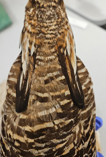 <p>stick straight up when “excited”</p>