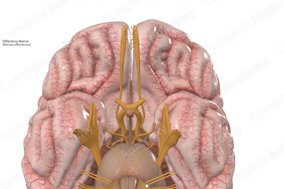 <p>Sensory nerve</p>