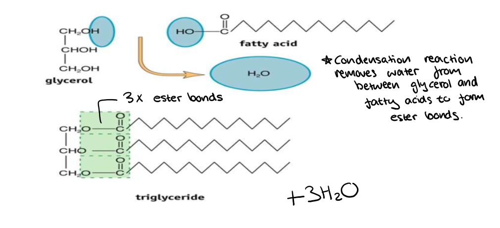 <p>Condensation reaction removes water from between glycerol and fatty acids to form ester bonds. </p>