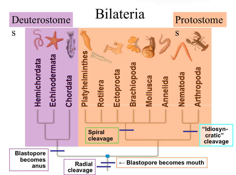 <p>Bilaterians</p>