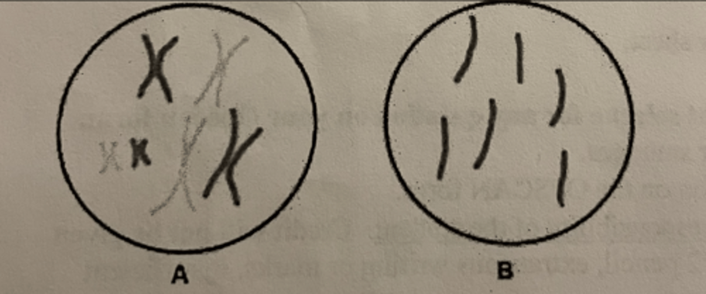 <p>a. 6, 6</p>