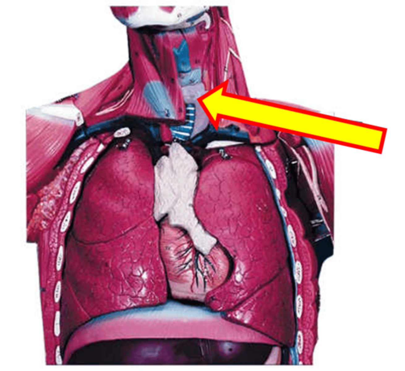 <p>Name the structure.</p>