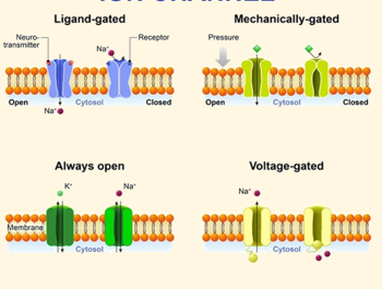 <ul><li><p><span><span>Controlled by a gate</span></span></p></li><li><p><span><span>Ion channels (leak channels) - always open</span></span></p></li><li><p><span><span>Passive ion specific conduits</span></span></p></li><li><p><span><span>Selected ions rush down gradients of concentration and electric potential</span></span></p></li><li><p><span><span>More K+ gates open compared to Na+</span></span></p></li></ul><p></p>