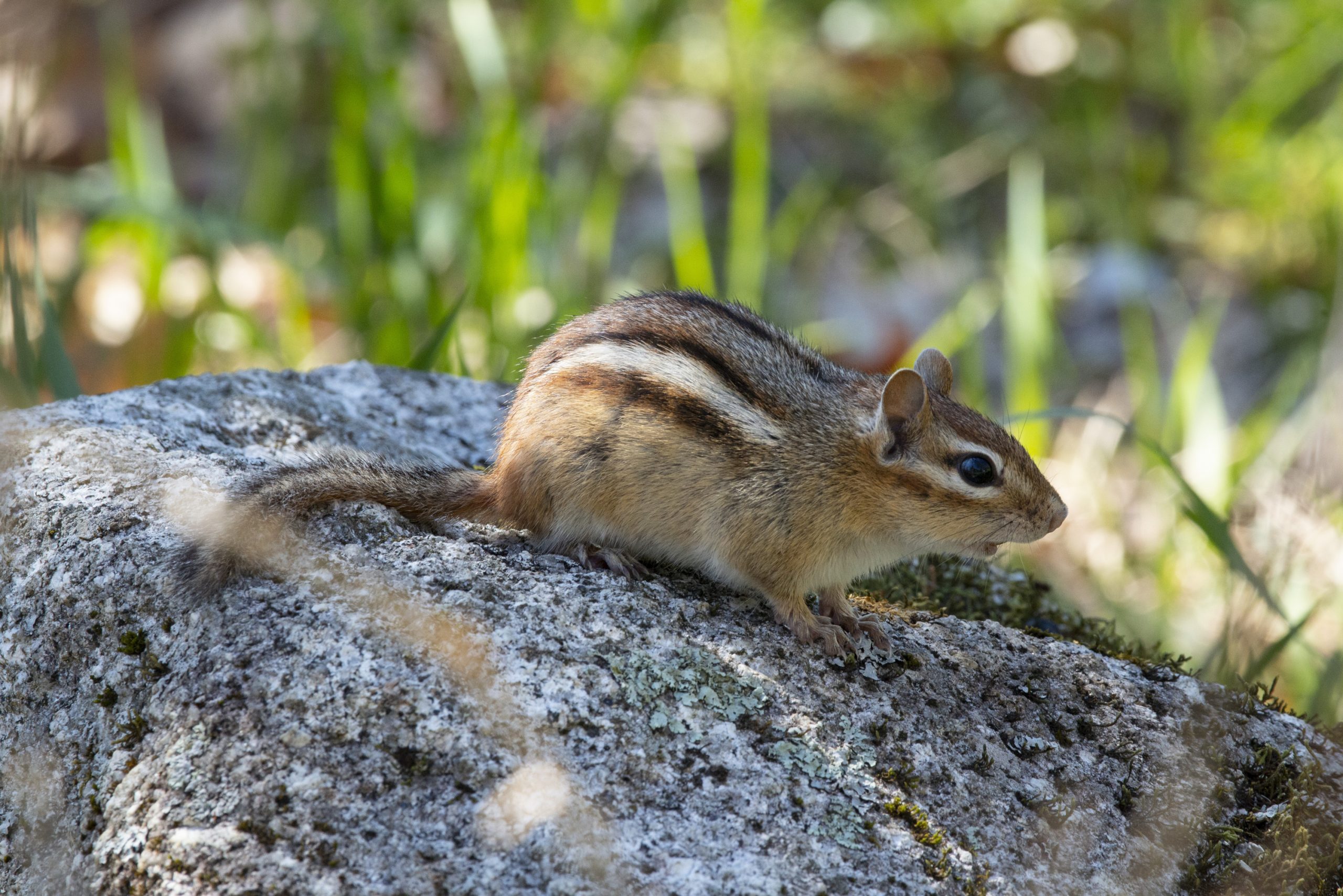 <p>Eastern chipmunk</p>