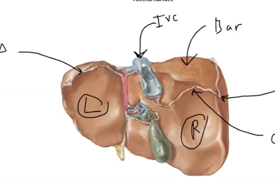 <p>what is indicated in red?</p>