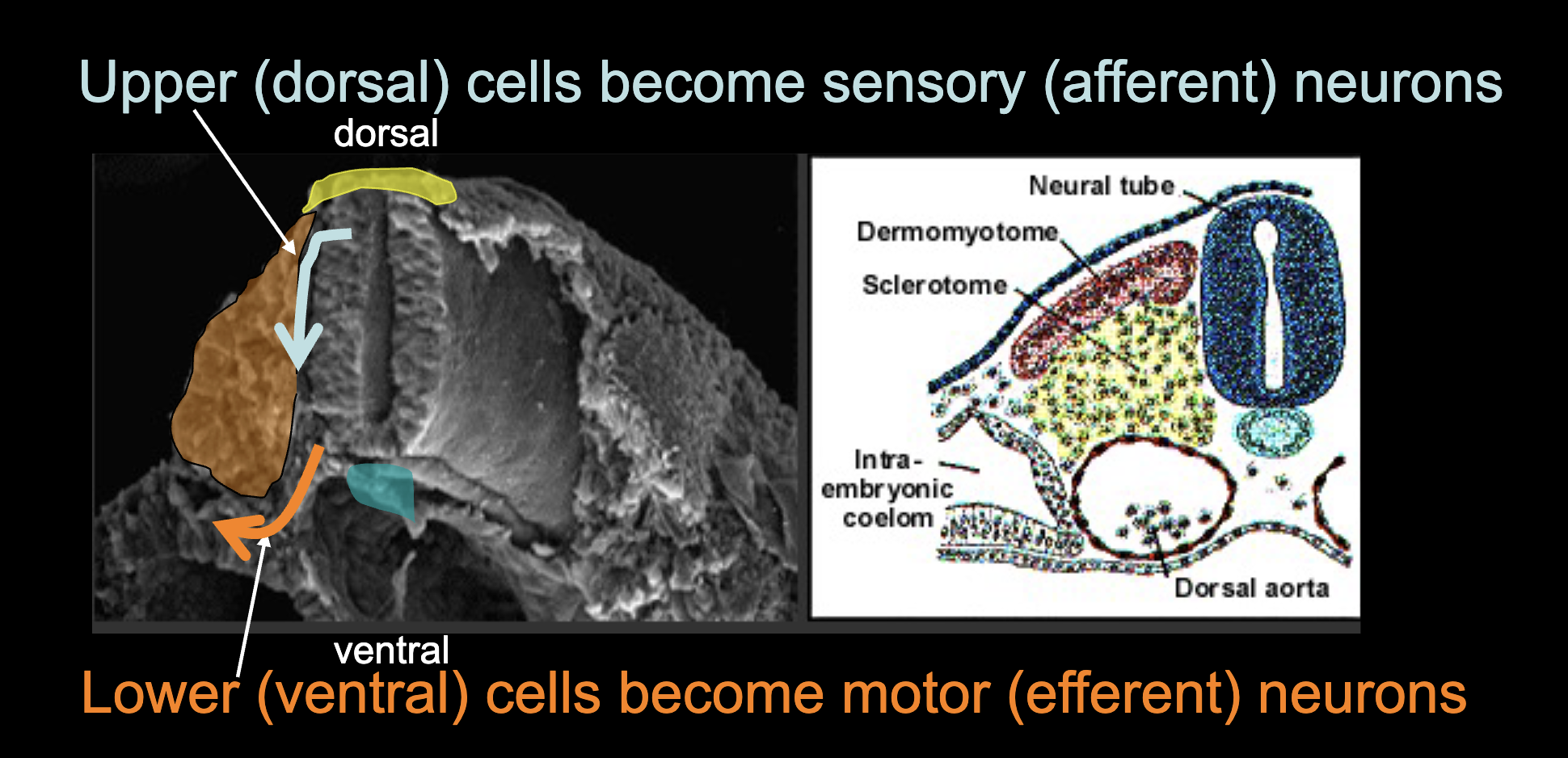 <p>upper(dorsal) - sensory (afferent) neurons</p><p>lower(ventral) - motor (efferent) neurons</p>