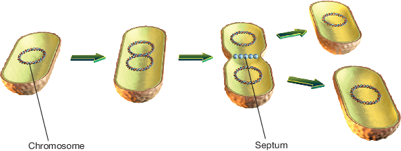 Binary Fission