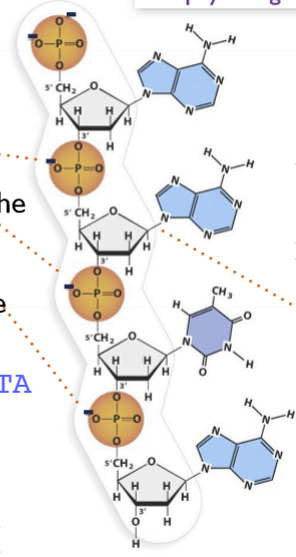 <p>What is the net charge of this DNA molecule in physiological pH?</p><p>From the image, we can see:</p><ol><li><p><strong>Phosphate groups (PO₄²⁻)</strong></p><ul><li><p>Each phosphate in the backbone has a <strong>____ charge</strong> at physiological pH (~7.4).</p></li><li><p>There are <strong>4 phosphate groups</strong> in this fragment.</p></li></ul></li><li><p><strong>Bases</strong></p><ul><li><p>Adenine (A), Guanine (G), Cytosine (C), Thymine (T)</p></li><li><p>At physiological pH, <strong>the nucleobases are essentially ____ </strong>(only very tiny fraction may protonate/deprotonate, negligible for net charge).</p></li></ul></li><li><p><strong>Sugar hydroxyls (deoxyribose)</strong></p><ul><li><p>No _____ at physiological pH.</p></li></ul></li></ol><p>Step 2: Count negative charges </p><ul><li><p><strong>Number of phosphates = 4</strong> → each contributes <strong>__</strong> at pH 7.4.</p></li><li><p><strong>Net charge</strong> = <strong>-4</strong></p></li></ul><p></p>