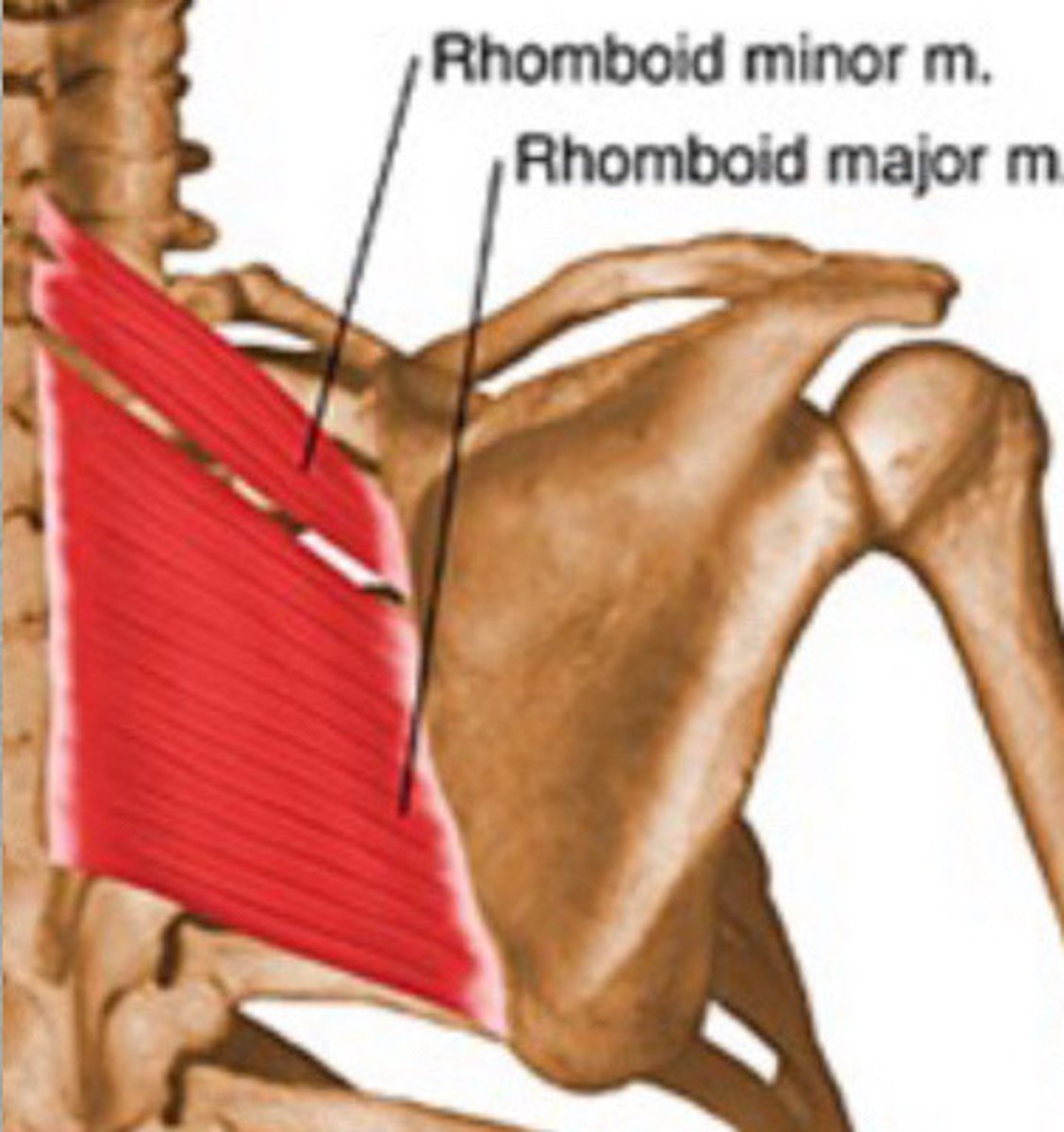 <p>Upper portion of medial border of the scapula, across from spine of the scapula</p>