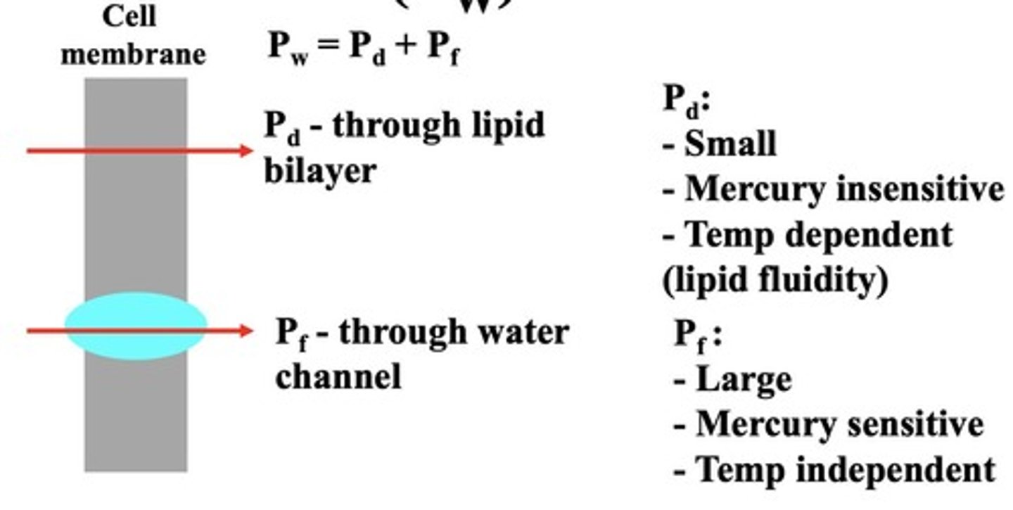 <p>Proteins that facilitate water transport.</p>