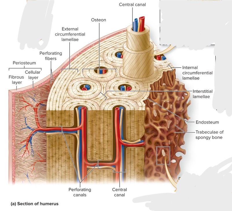 <p>What are the circumferential lamellae of an osteon?</p>