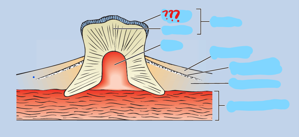 <p>secreted by the epidermis; covers the dentine core</p>