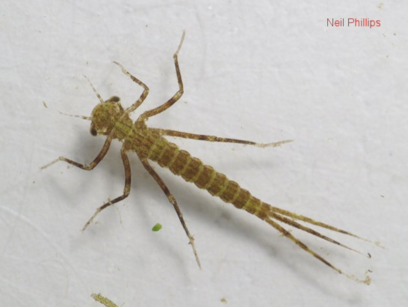 <p>odonata</p>