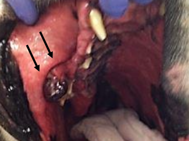 <p>cytology, histopathology</p>