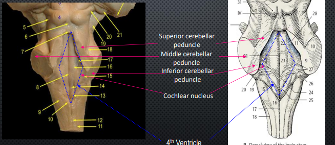 <ul><li><p>Cerebellar Peduncle</p><ul><li><p>large white matter bundles connecting cerebellum to brainstem </p></li></ul></li><li><p>Cochlear Nucleus</p><ul><li><p>Auditory info to inferior colliculus </p></li><li><p>Fibers = trapezoid body </p></li></ul></li></ul><p></p>