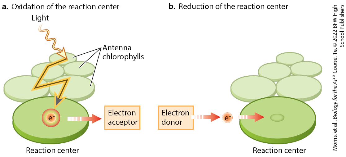 <p>specially configured chlorophyll molecules where light energy is converted into electron transport</p>