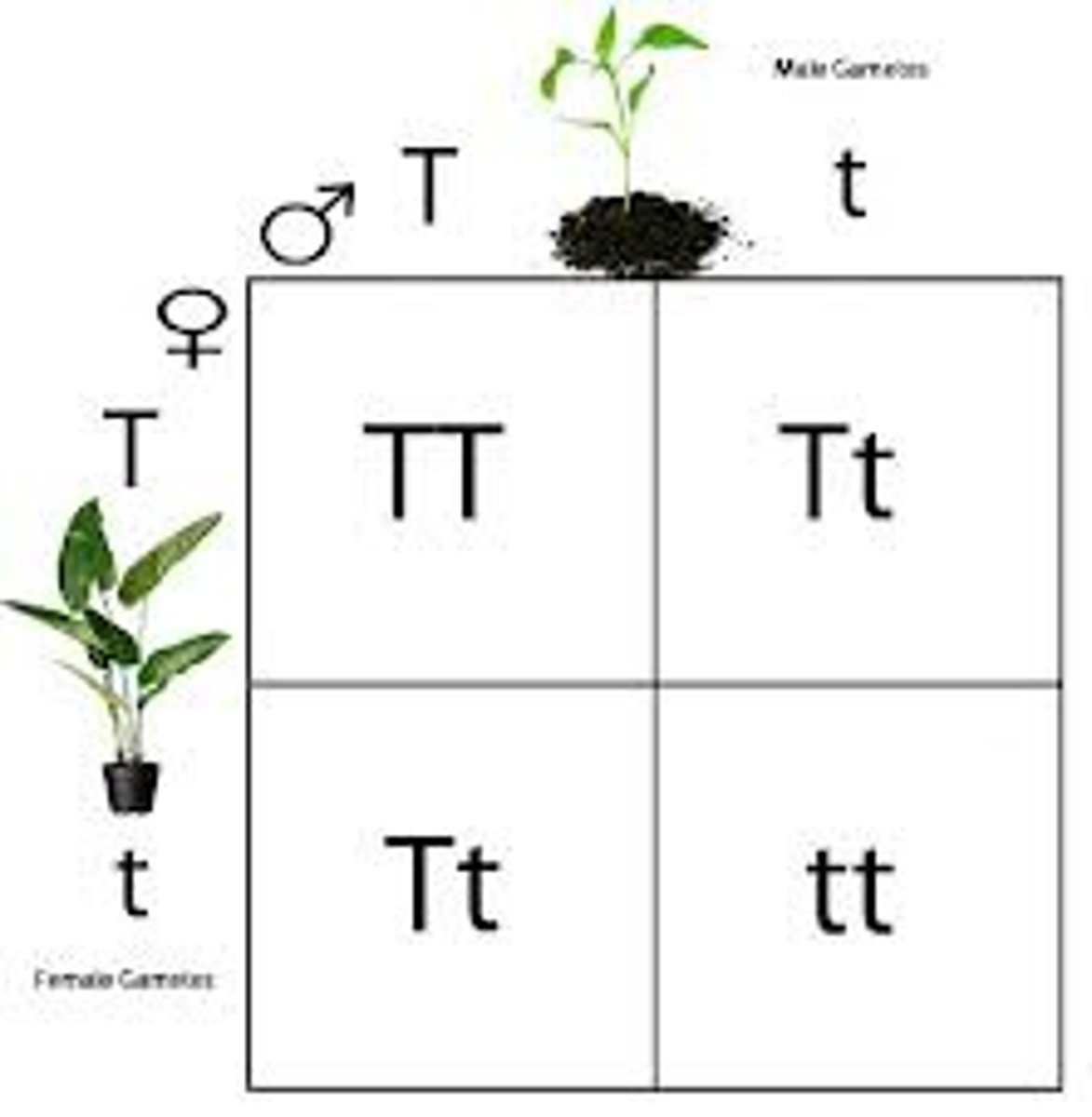 <p>Diagram to help you determine the probability of having a trait</p>
